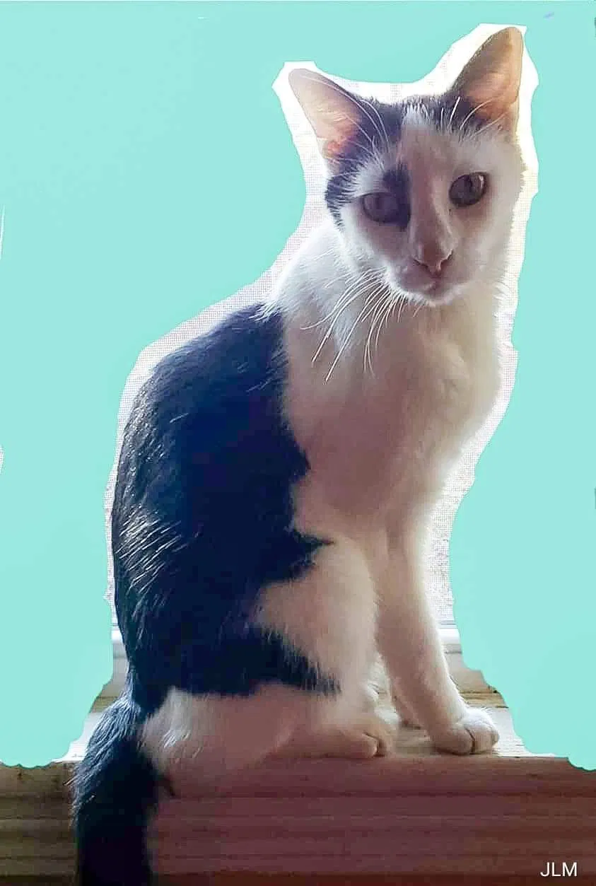 Lost cat in Bessemer, AL, 35023