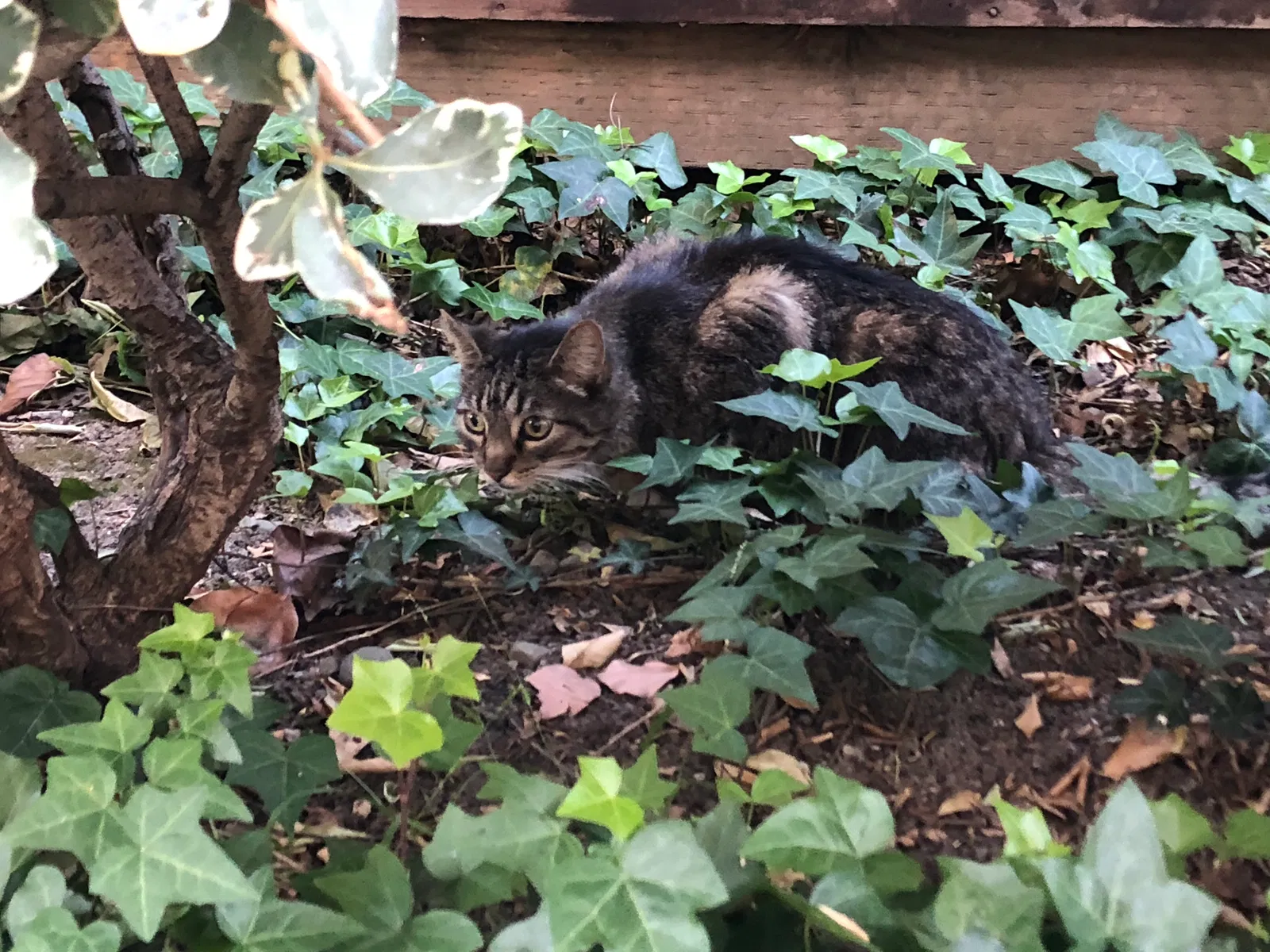 Found cat in Campbell, CA, 95008
