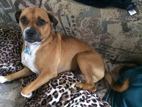 Lost dog in Asheboro, NC, 27203