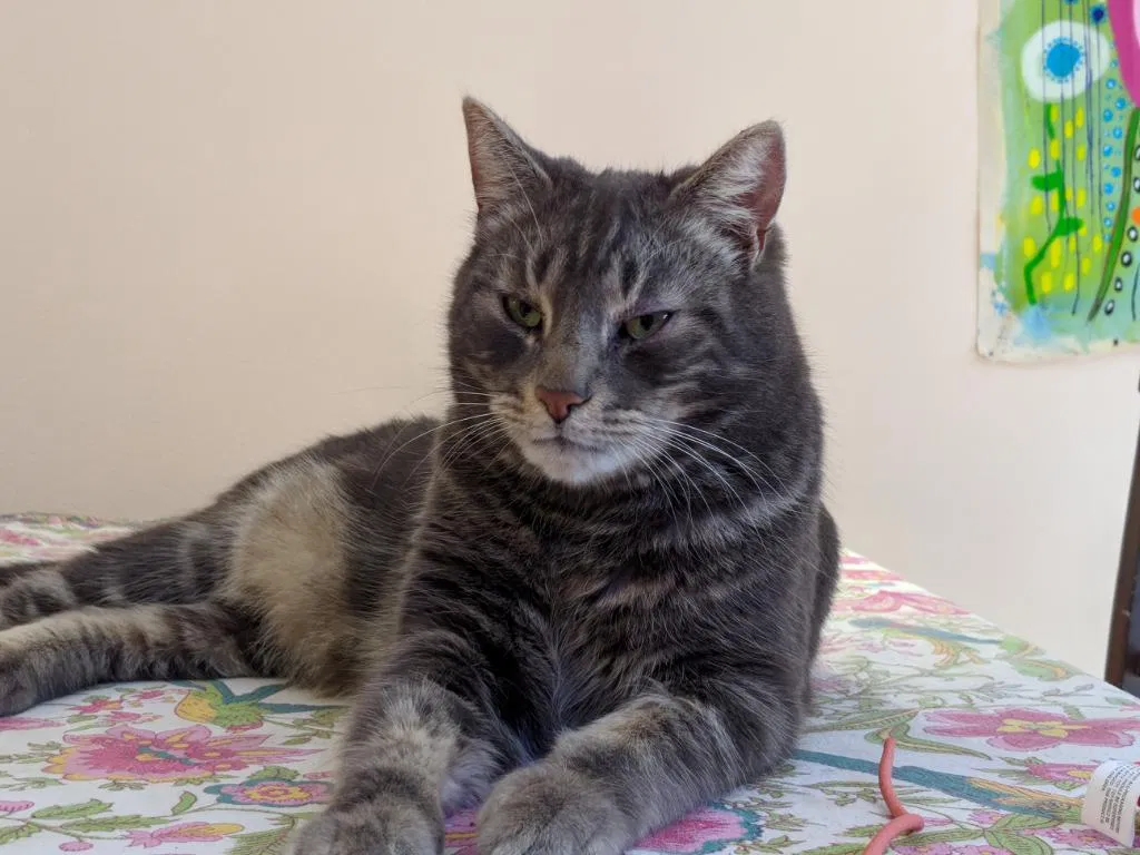 Lost cat in Santa Barbara, CA, 93103