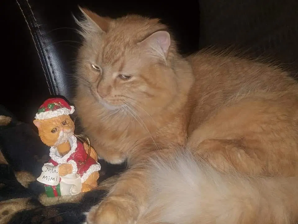 Lost cat in Ripon, WI, 54971