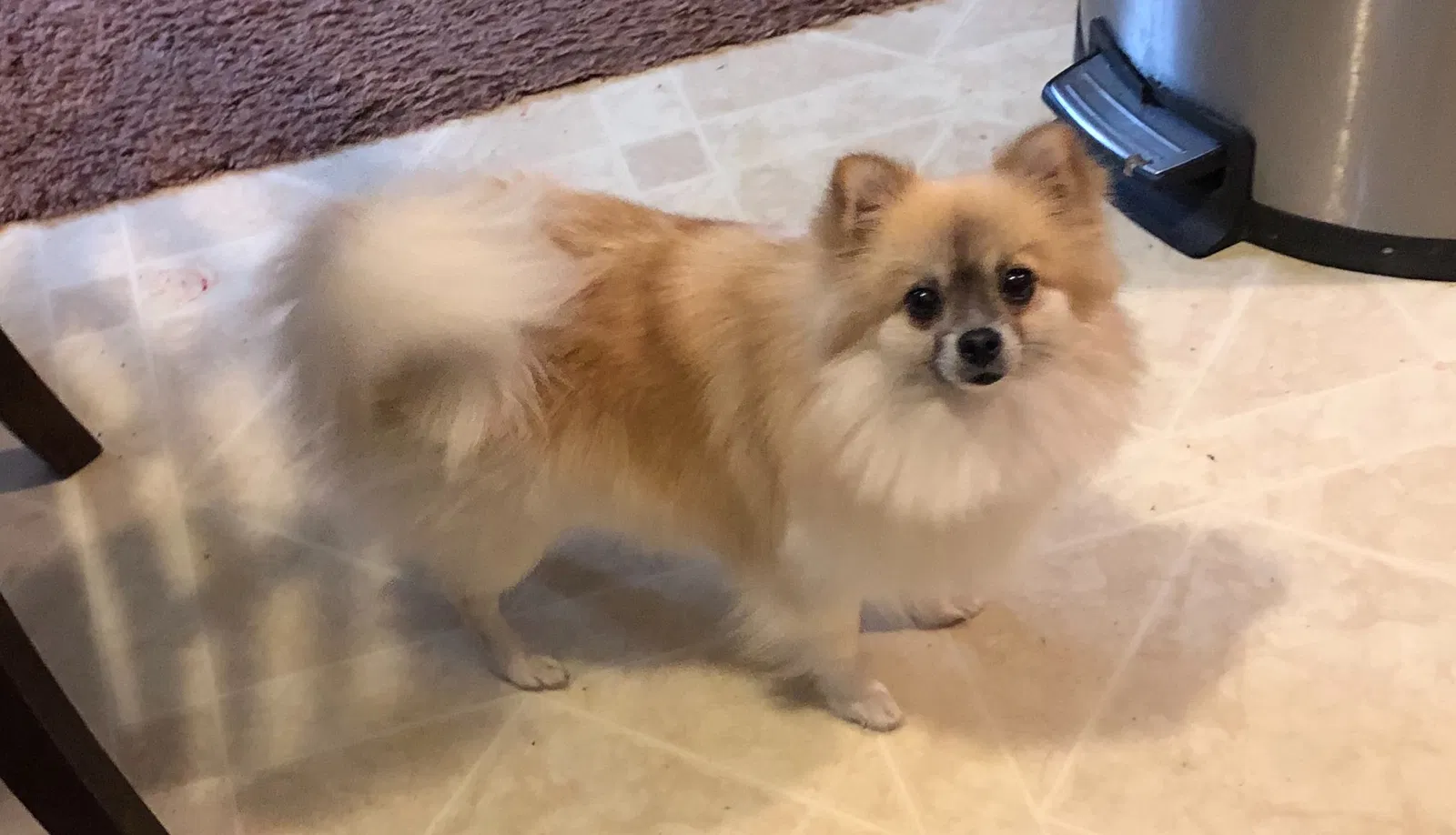 Lost dog in Vevay, IN, 47043