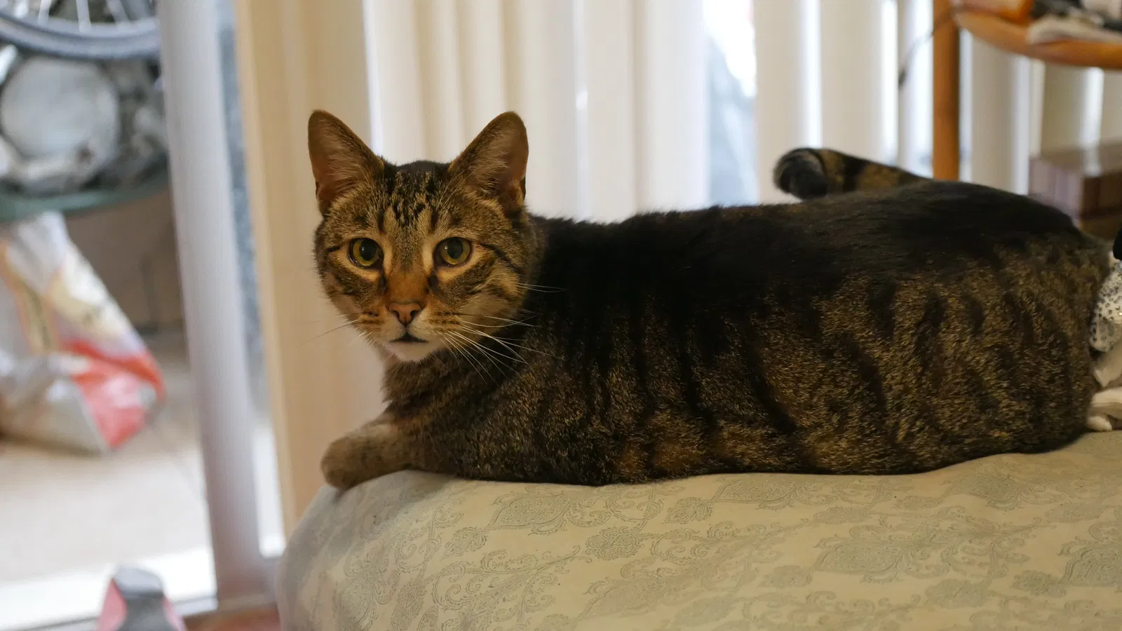 Lost cat in Phoenix, AZ, 85042