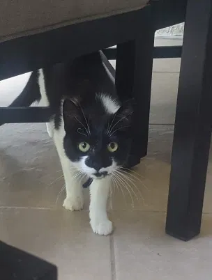 Lost cat in Boynton Beach, FL, 33435