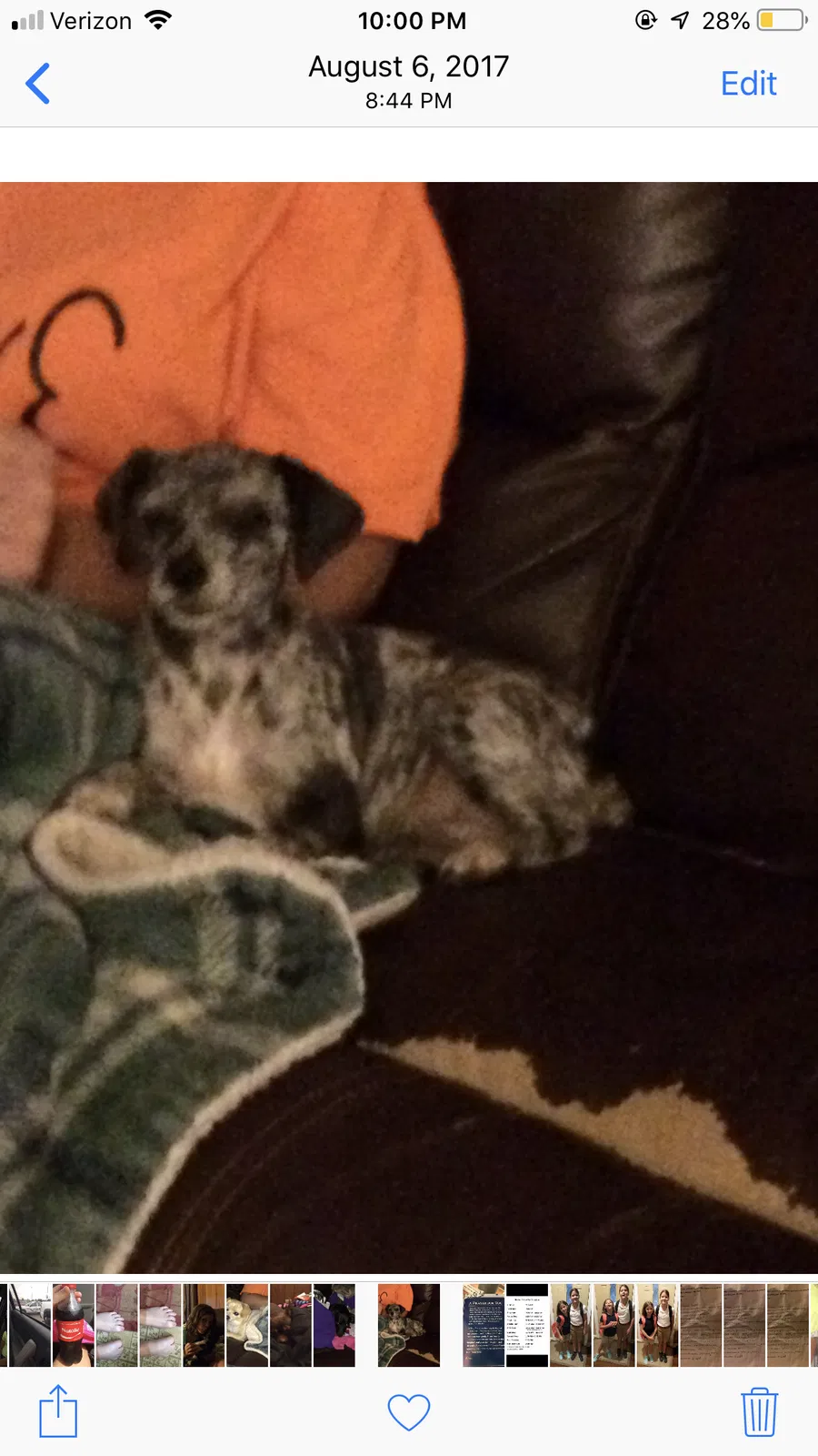 Lost dog in Holden, LA, 70744