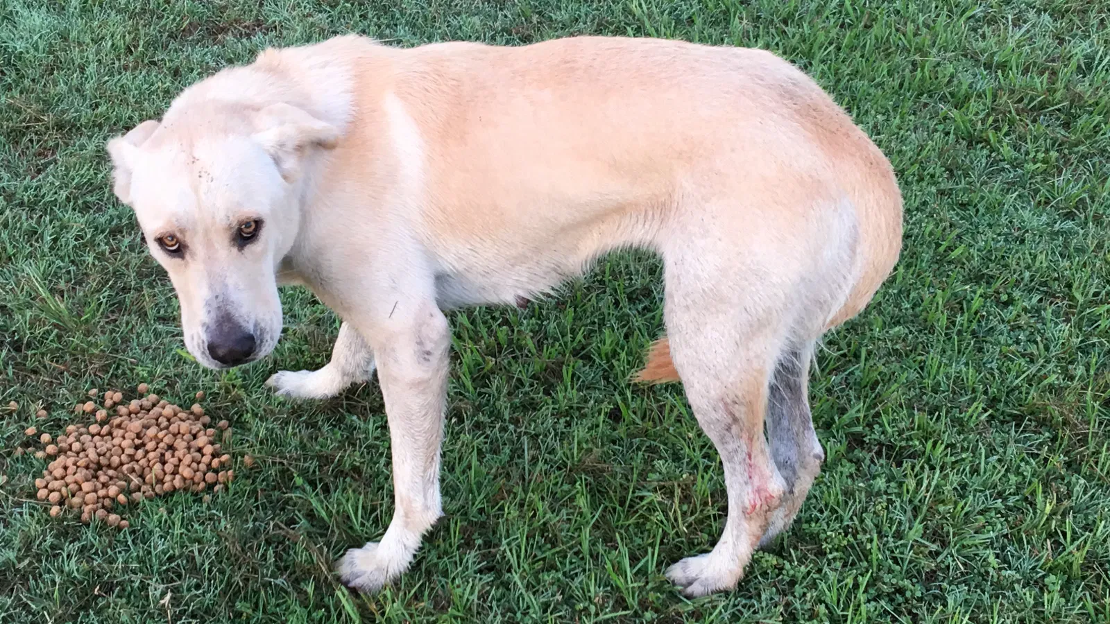 Found dog in Wimauma, FL, 33598