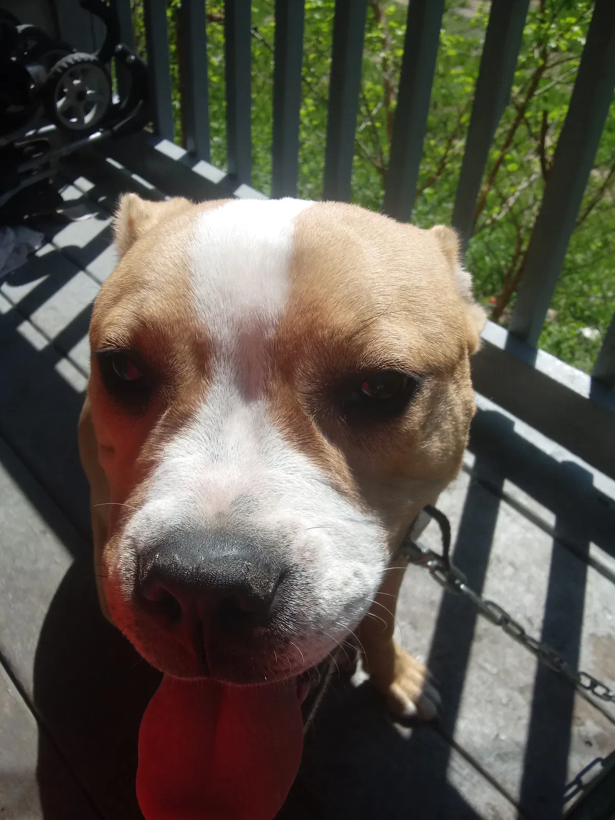 Lost dog in Cleveland, OH, 44121