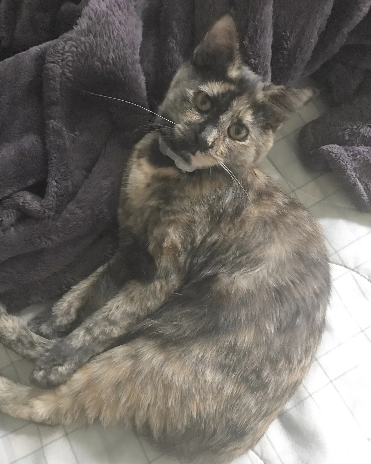 Lost cat in Anaheim, CA, 92807