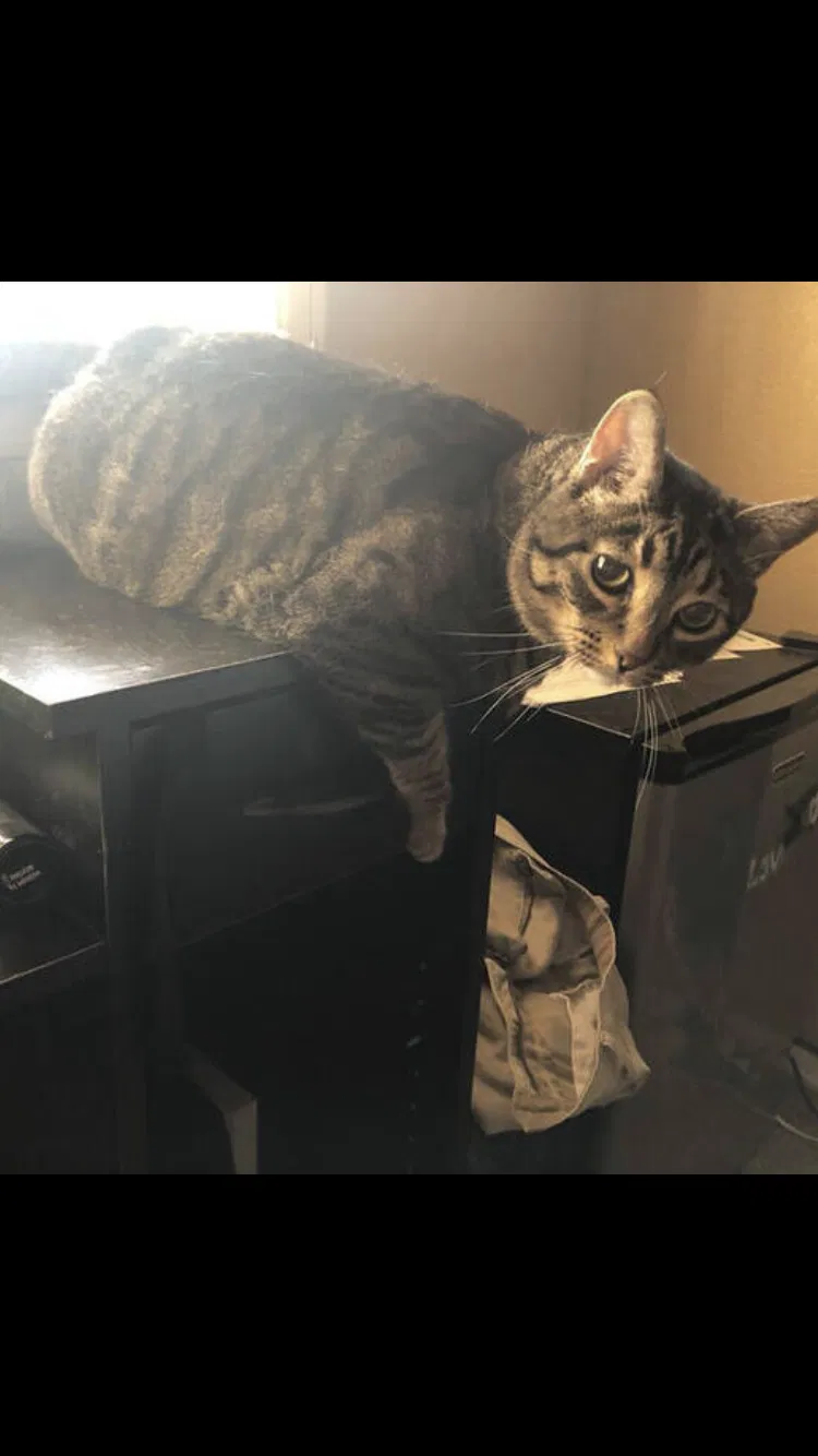 Lost cat in Gilbert, AZ, 85233