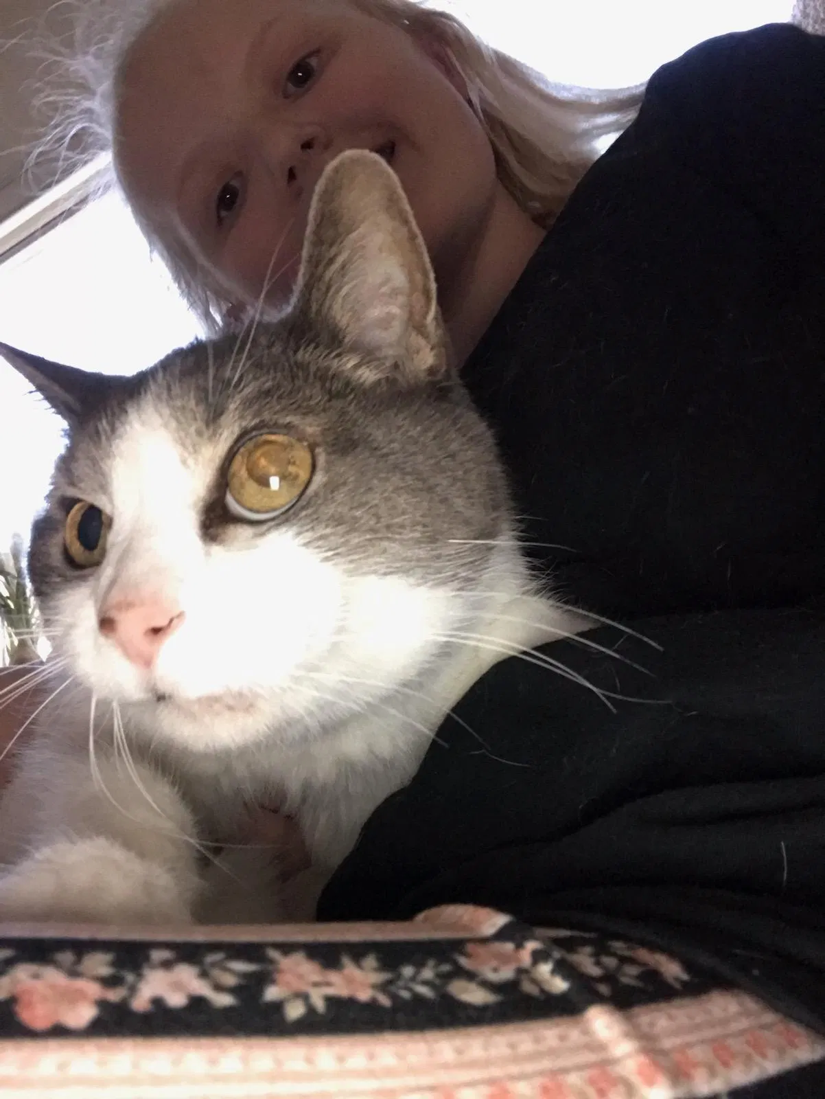 Lost cat in Lady Lake, FL, 32159