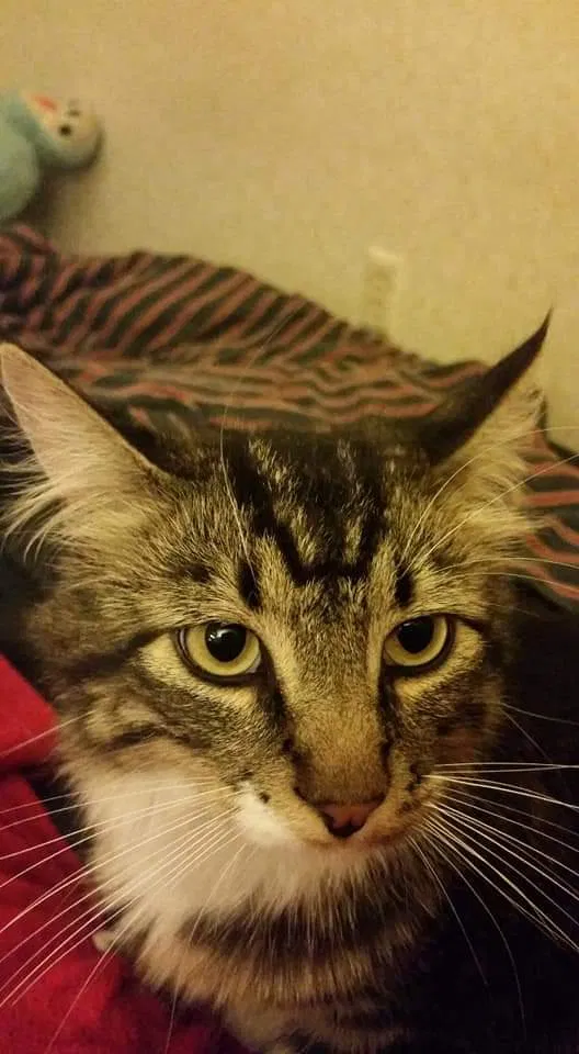 Lost cat in Spokane, WA, 99205