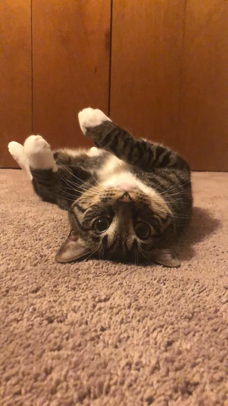 Lost cat in Round Rock, TX, 78681