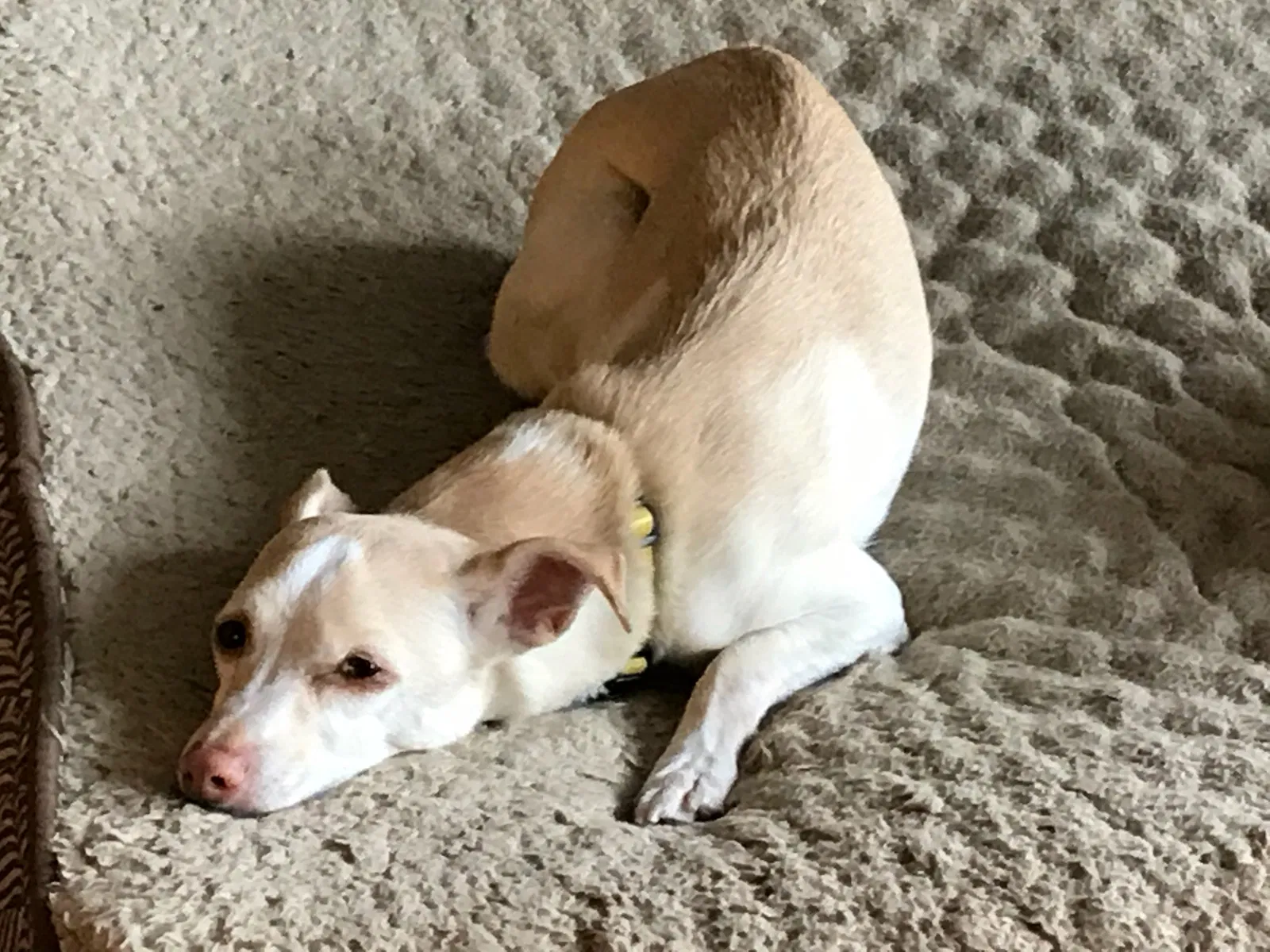 Lost dog in Redmond, OR, 97756