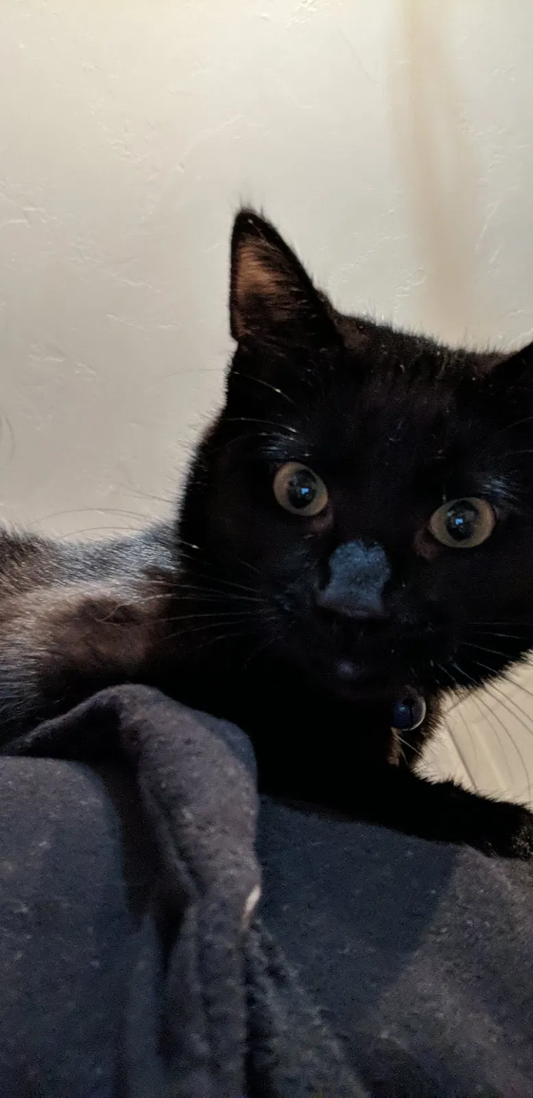 Lost cat in Delmont, PA, 15626