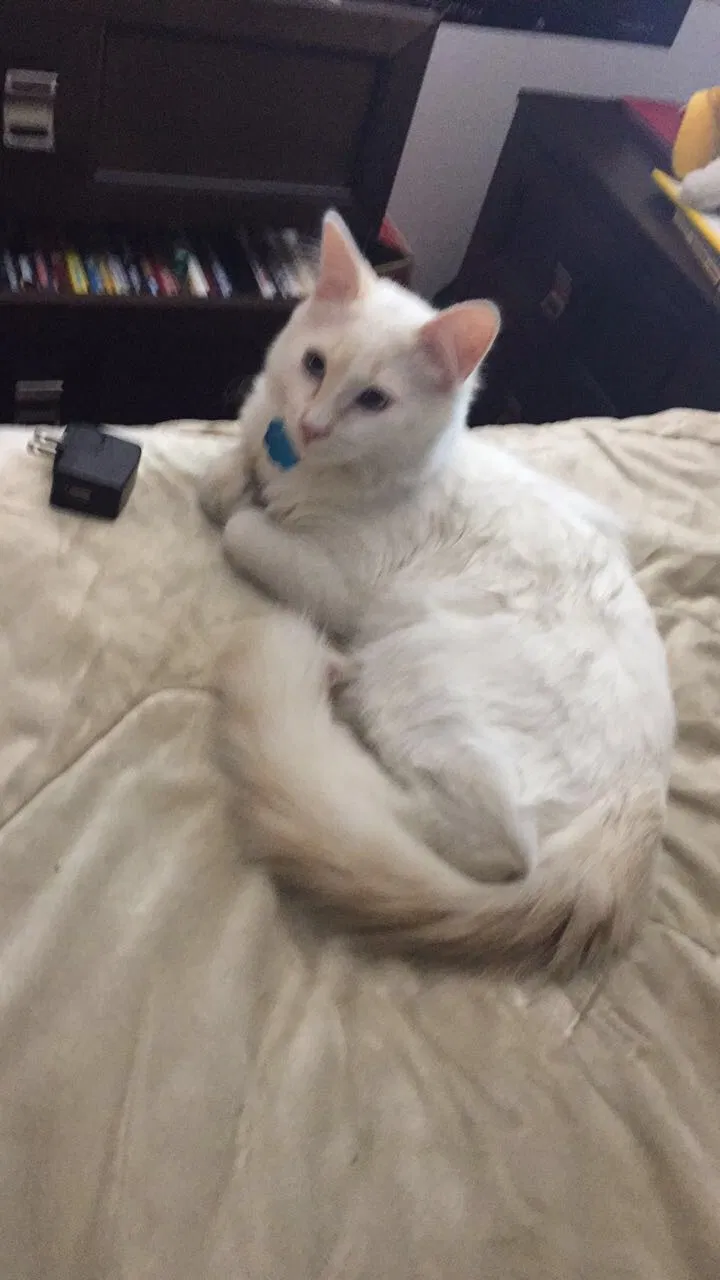 Lost cat in Henderson, NV, 89014