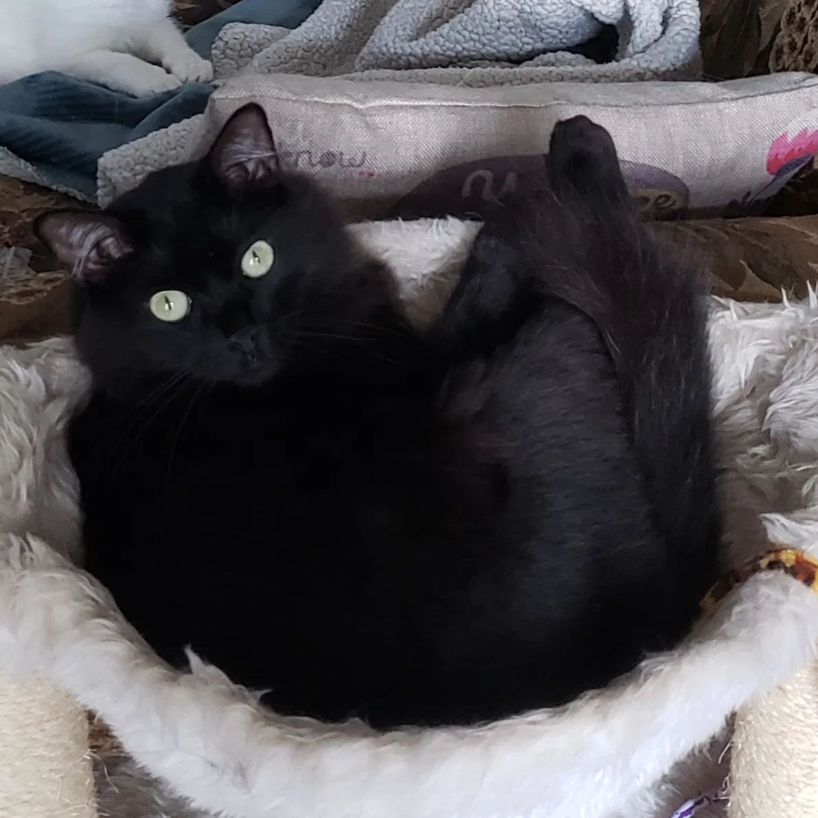 Lost cat in Allen, TX, 75002