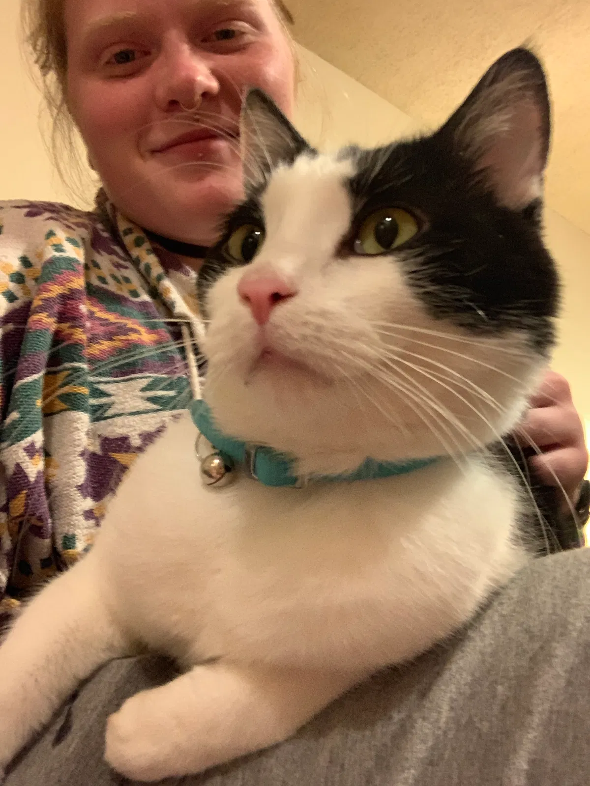 Lost cat in Ontario, CA, 91761