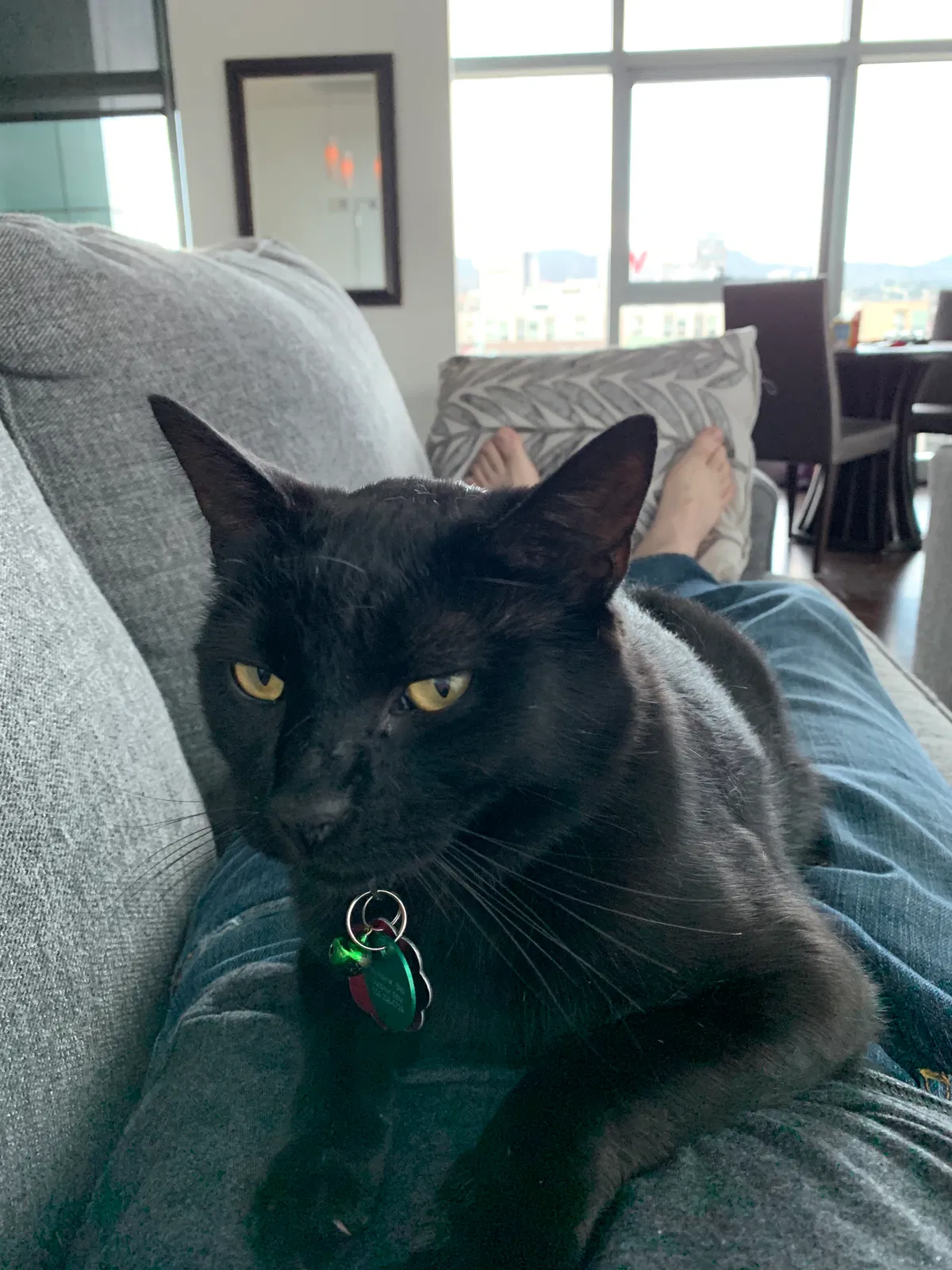 Lost cat in Granada Hills, CA, 91344
