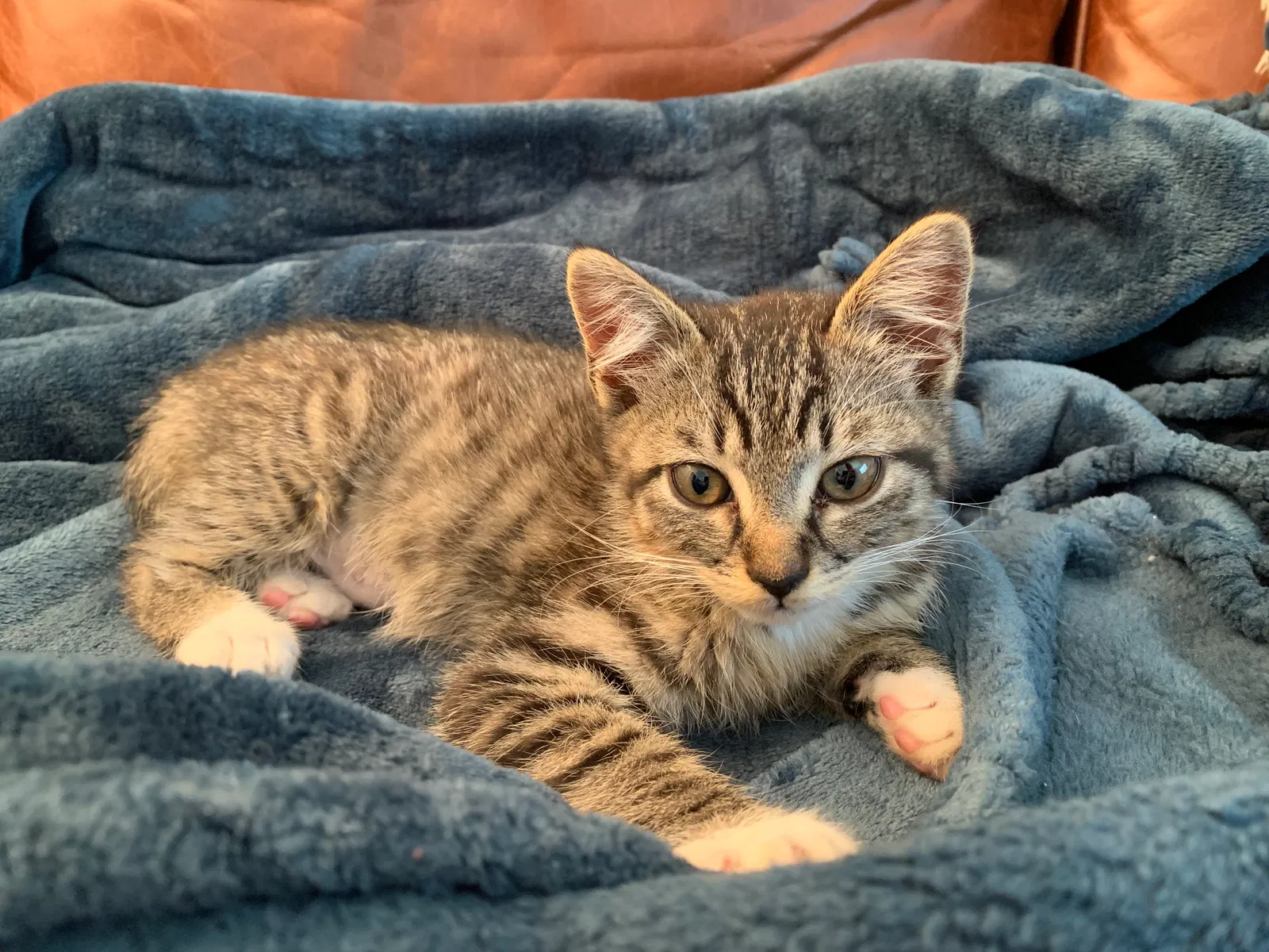 Lost cat in Fullerton, CA, 92835