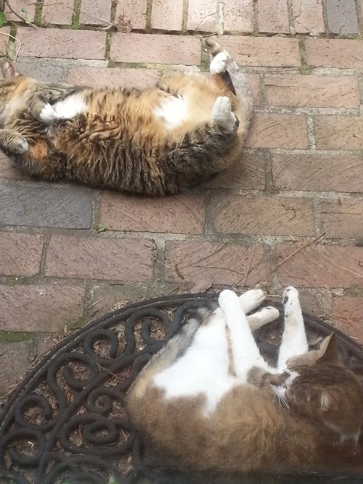 Lost cat in Lexington, SC, 29072
