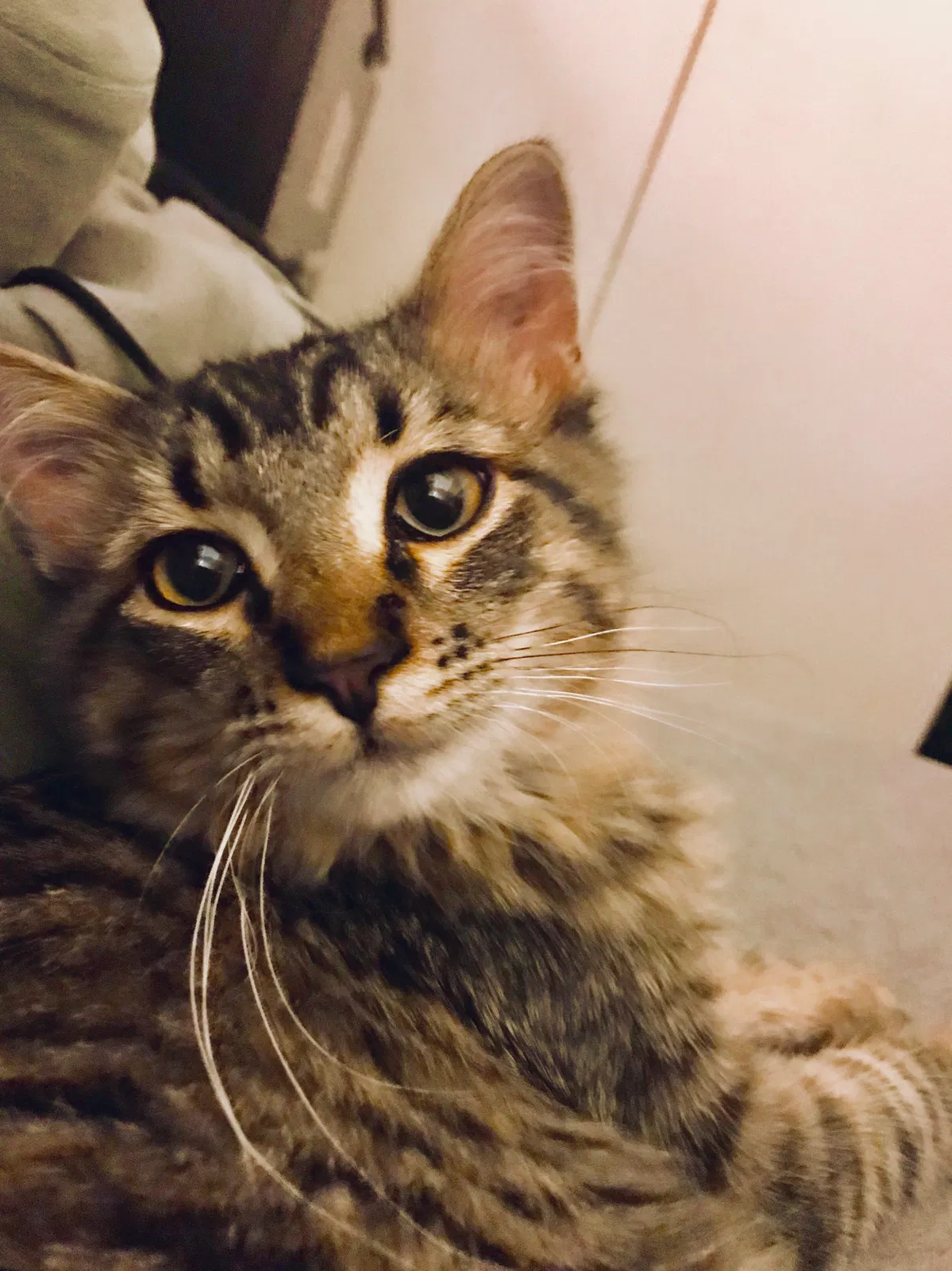 Lost cat in Denver, CO, 80203