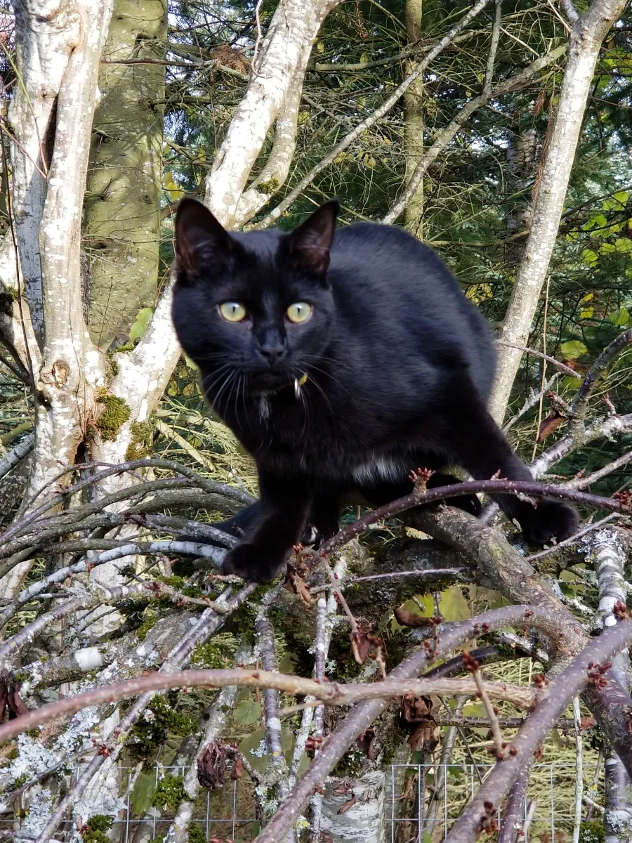 Lost cat in Oregon City, OR, 97045