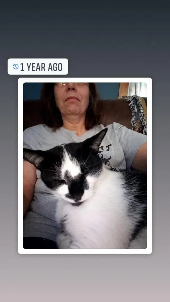 Lost cat in Evansville, IN, 47713