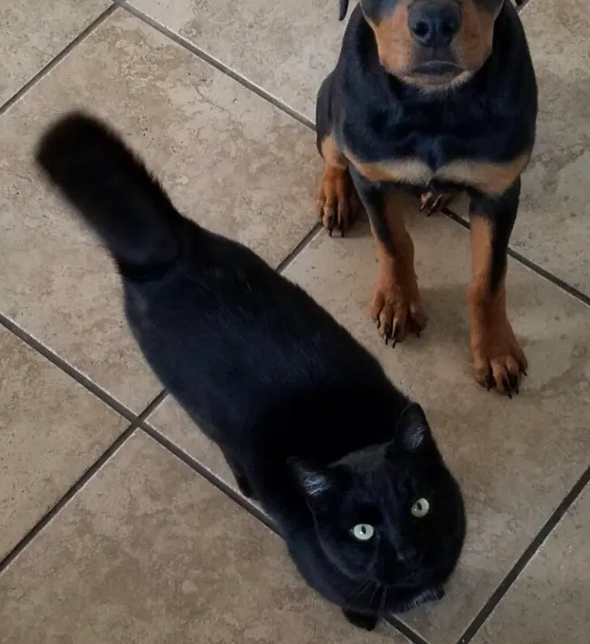 Lost cat in Landenberg, PA, 19350