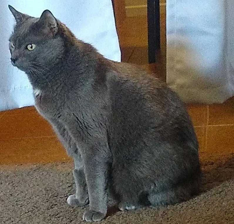 Lost cat in Fallbrook, CA, 92028