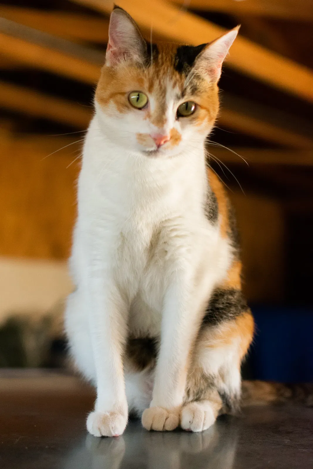 Lost cat in Apple Valley, CA, 92308