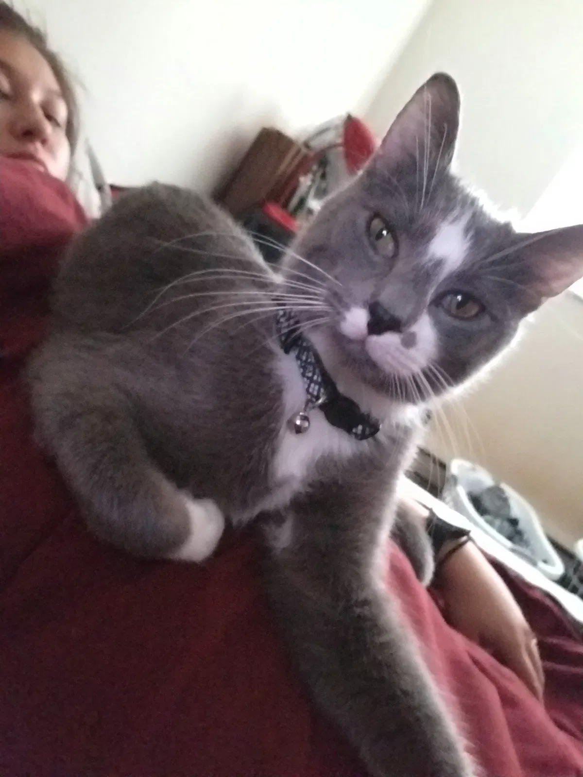 Missing Cat