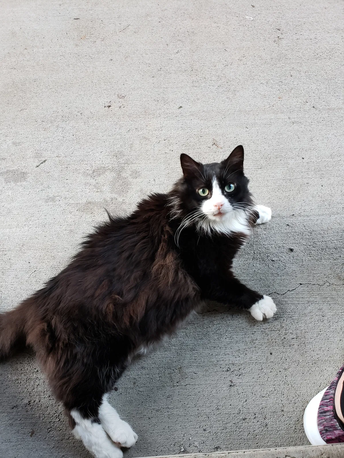Lost cat in Murfreesboro, TN, 37128