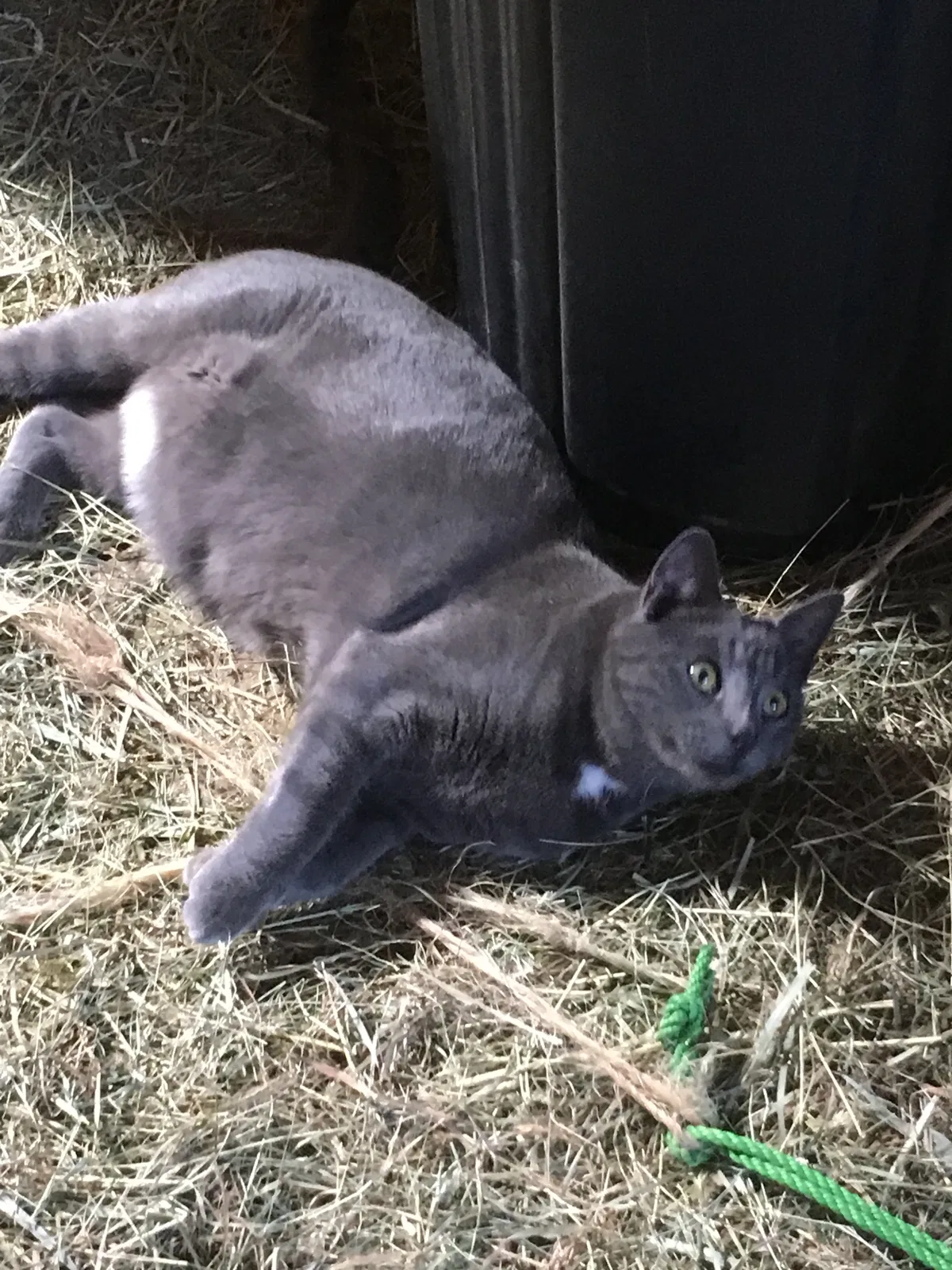 Lost cat in Wilton, ME, 4294