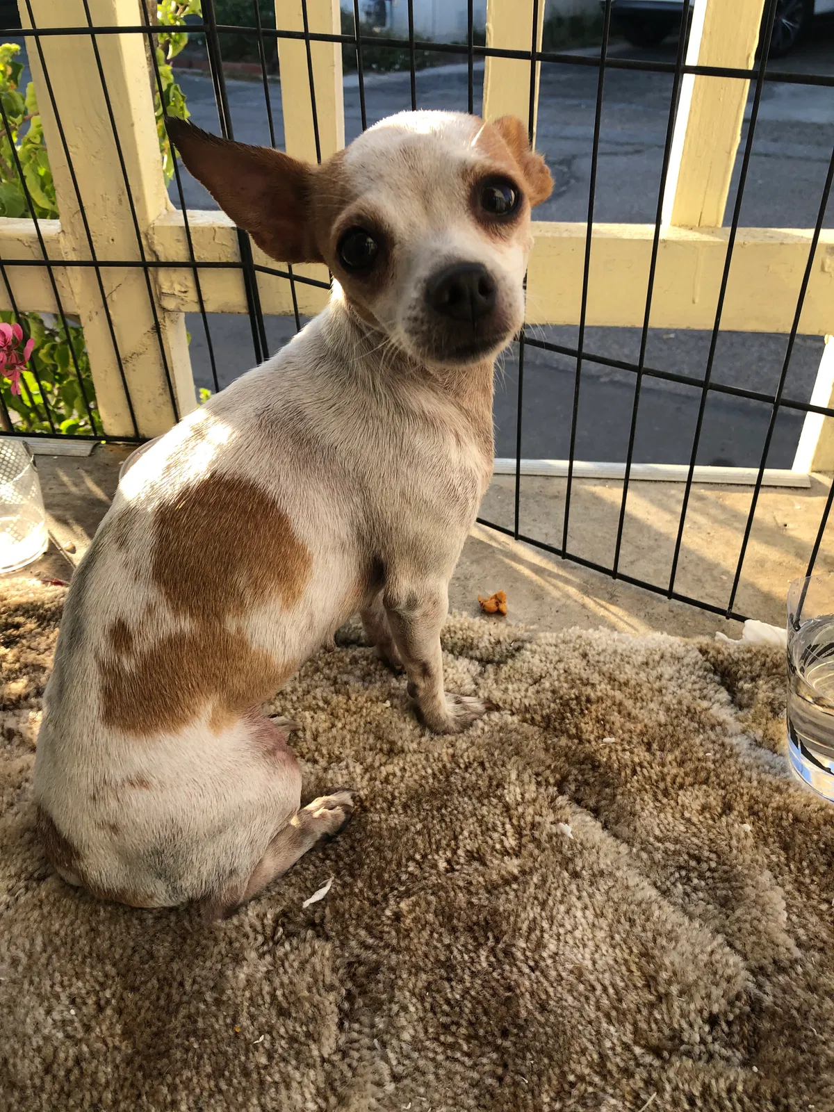 Found dog in Westminster, CA, 92684