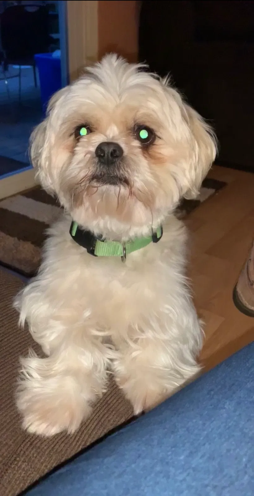 Lost dog in Gaithersburg, MD, 20879