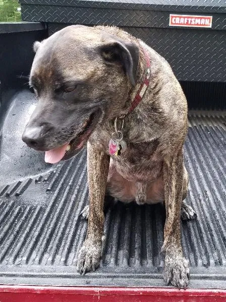 Lost dog in Oxon Hill, MD, 20745