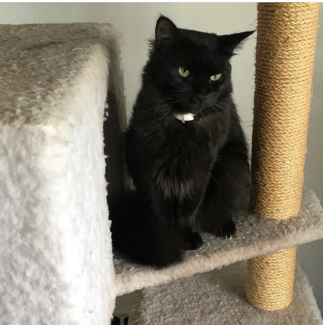 Lost cat in Santa Maria, CA, 93458