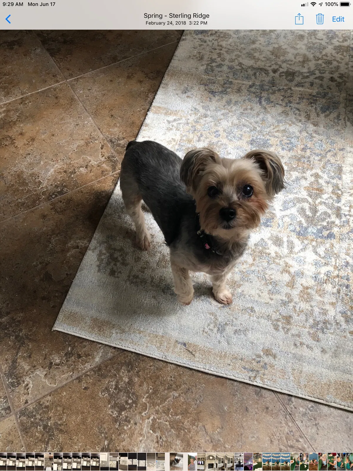 Lost dog in Gatlinburg, TN, 37738