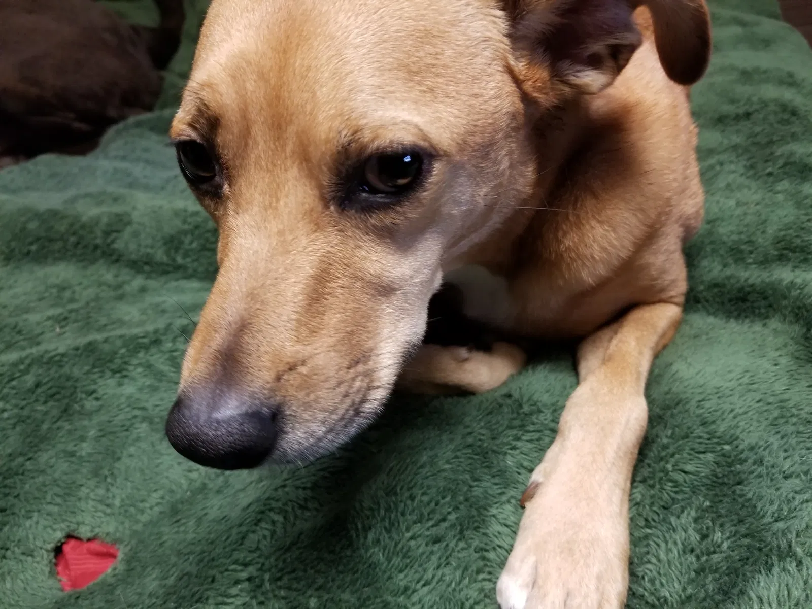 Lost dog in West Hartford, CT, 6110