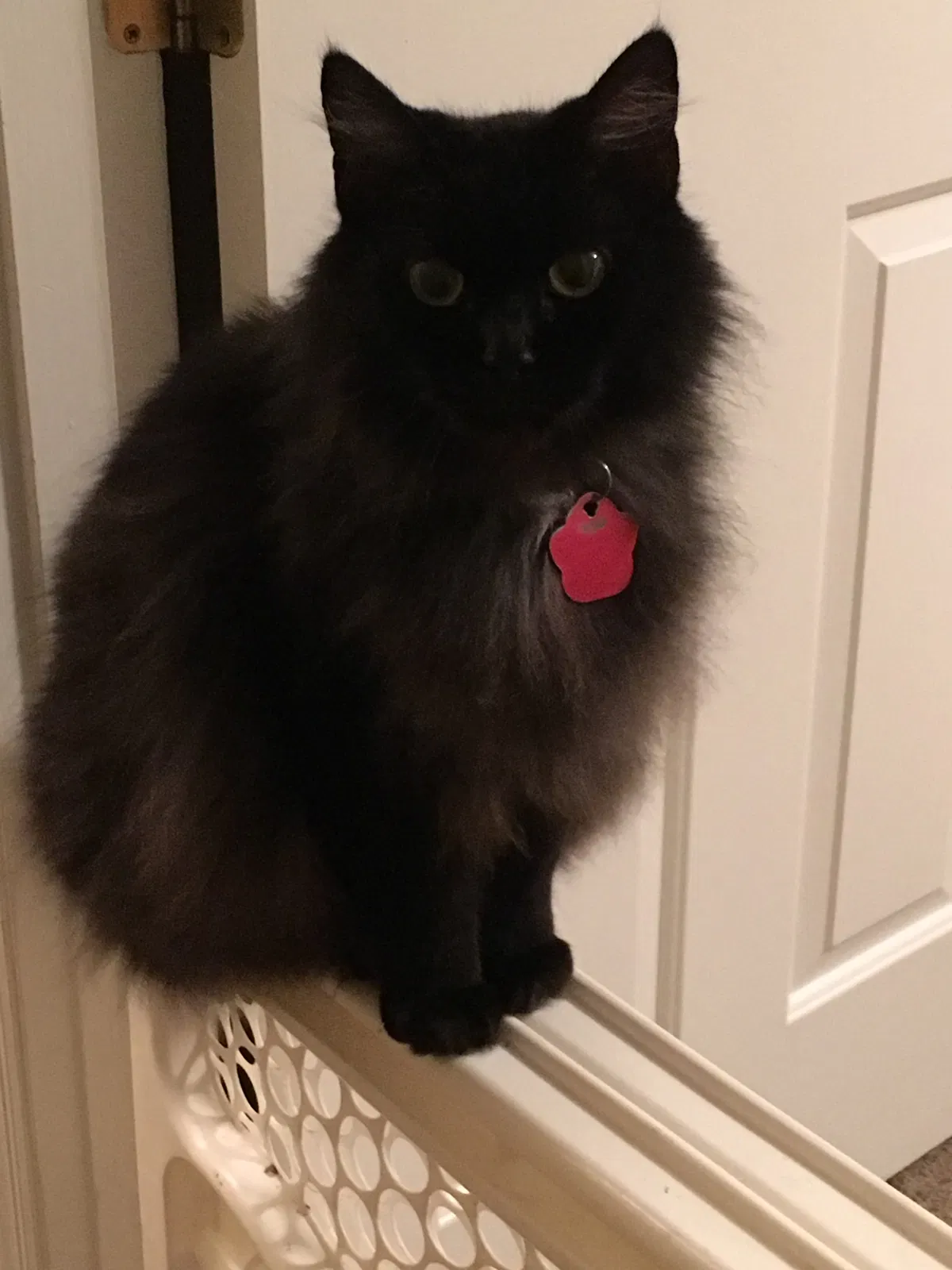 Lost cat in Birmingham, AL, 35223