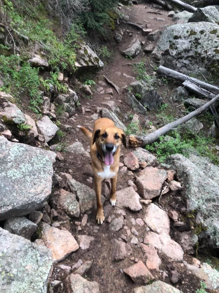 Lost dog in Colorado Springs, CO, 80915