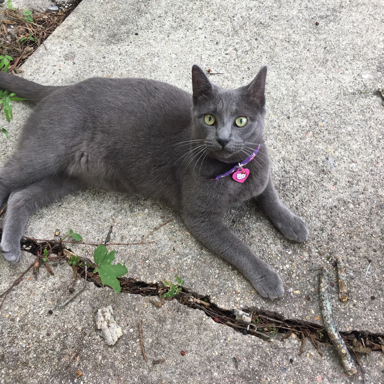 Lost cat in New Orleans, LA, 70118