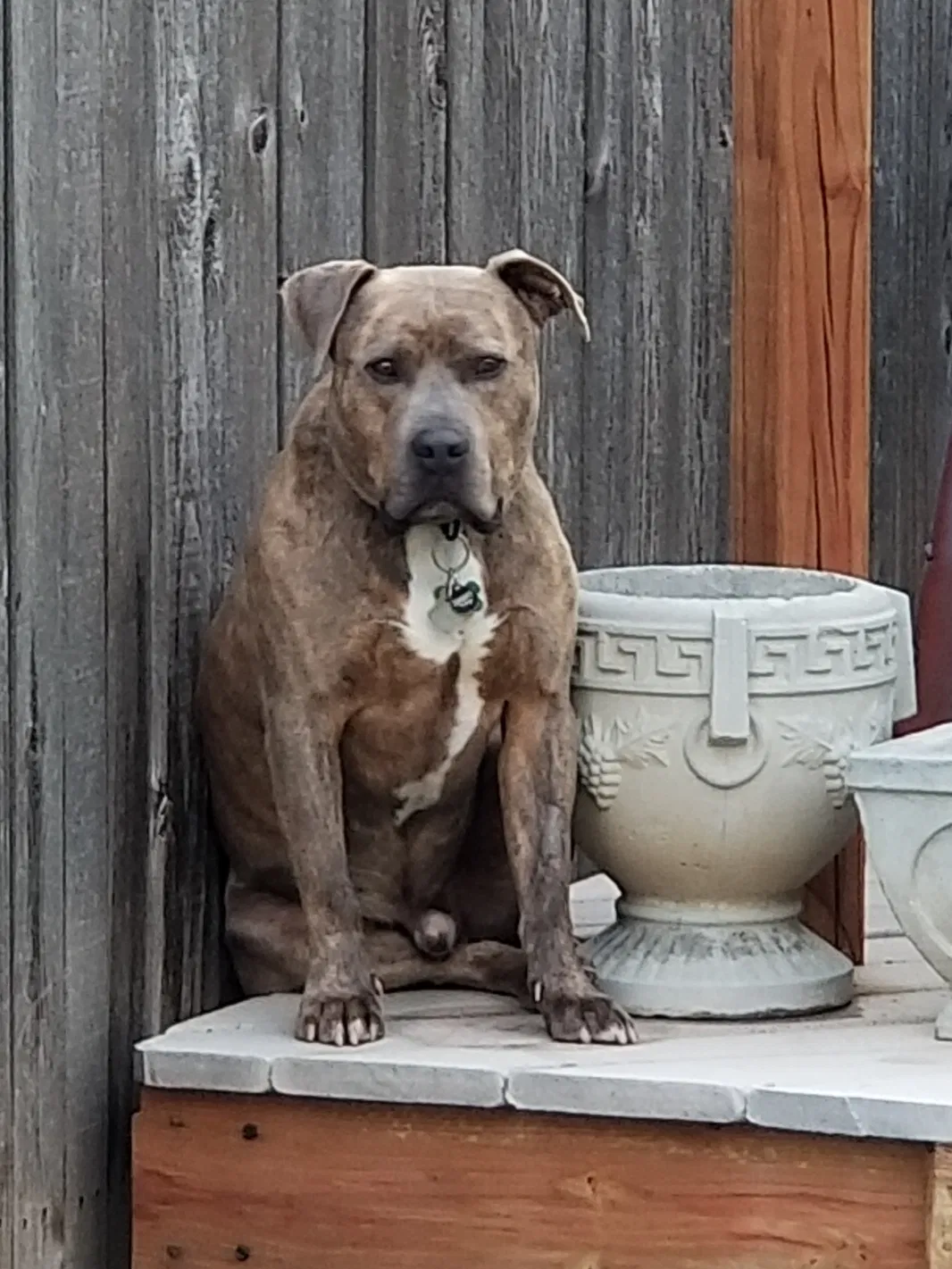 Lost dog in Colorado Springs, CO, 80909