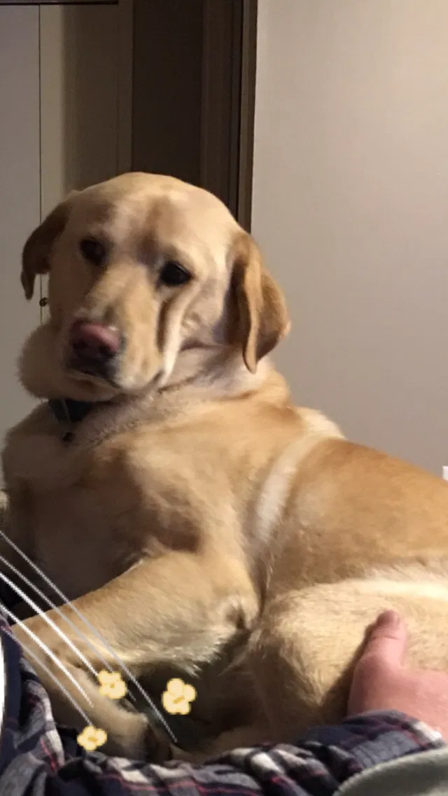 Lost dog in Little Rock, AR, 72204