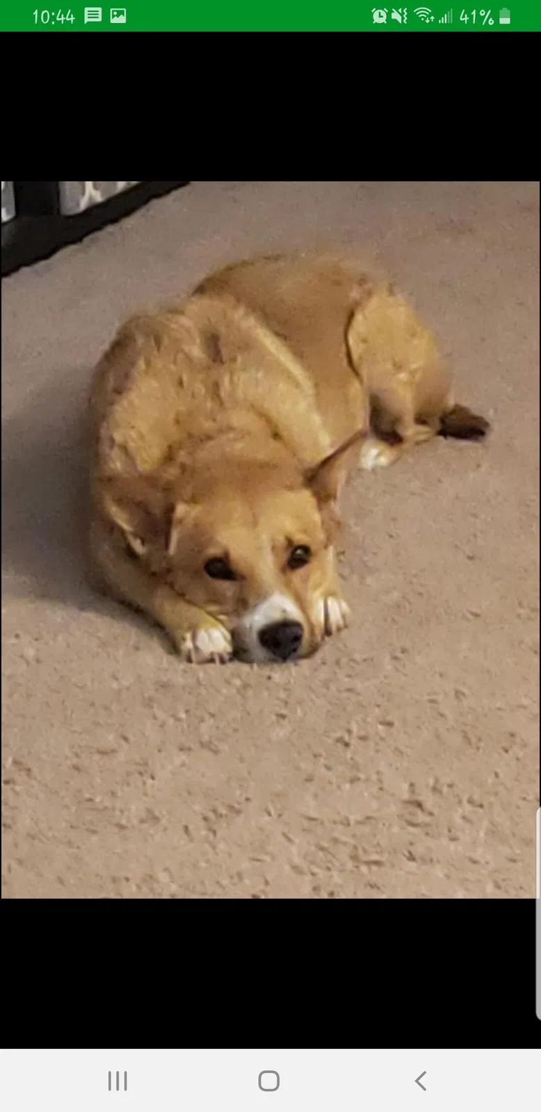Lost dog in Rio Rancho, NM, 87124