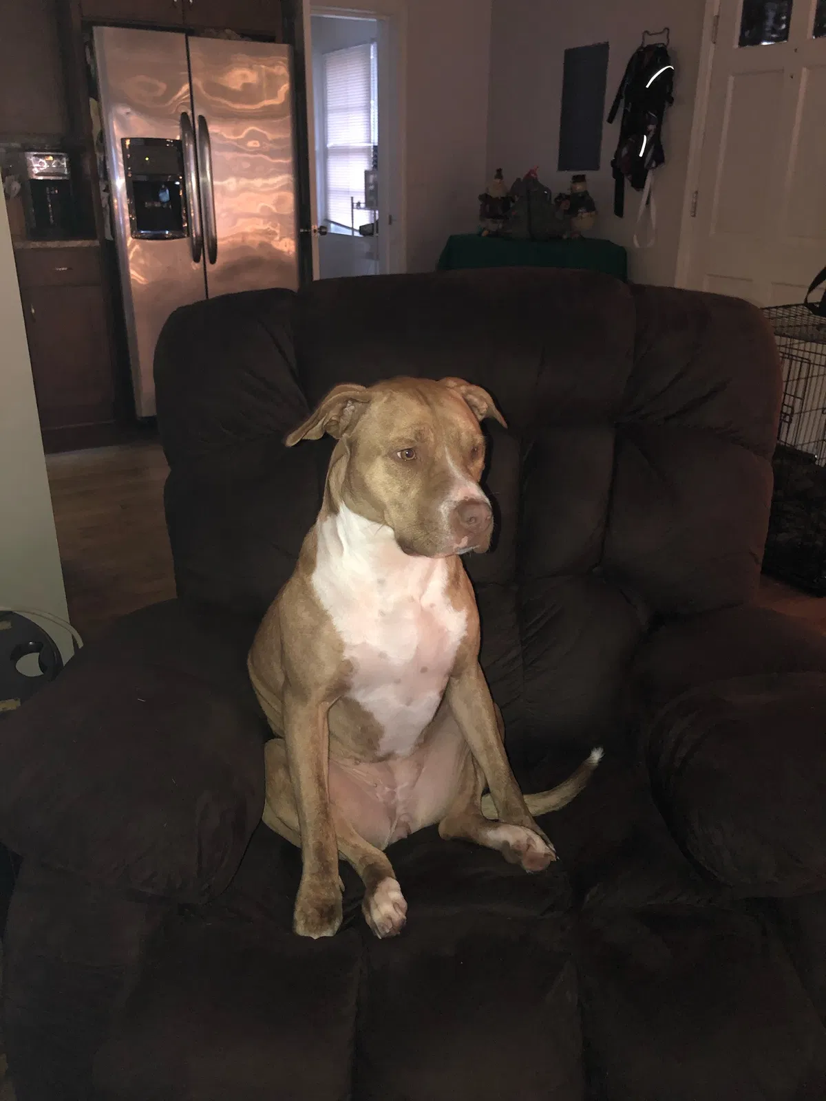 Lost dog in Smyrna, GA, 30082