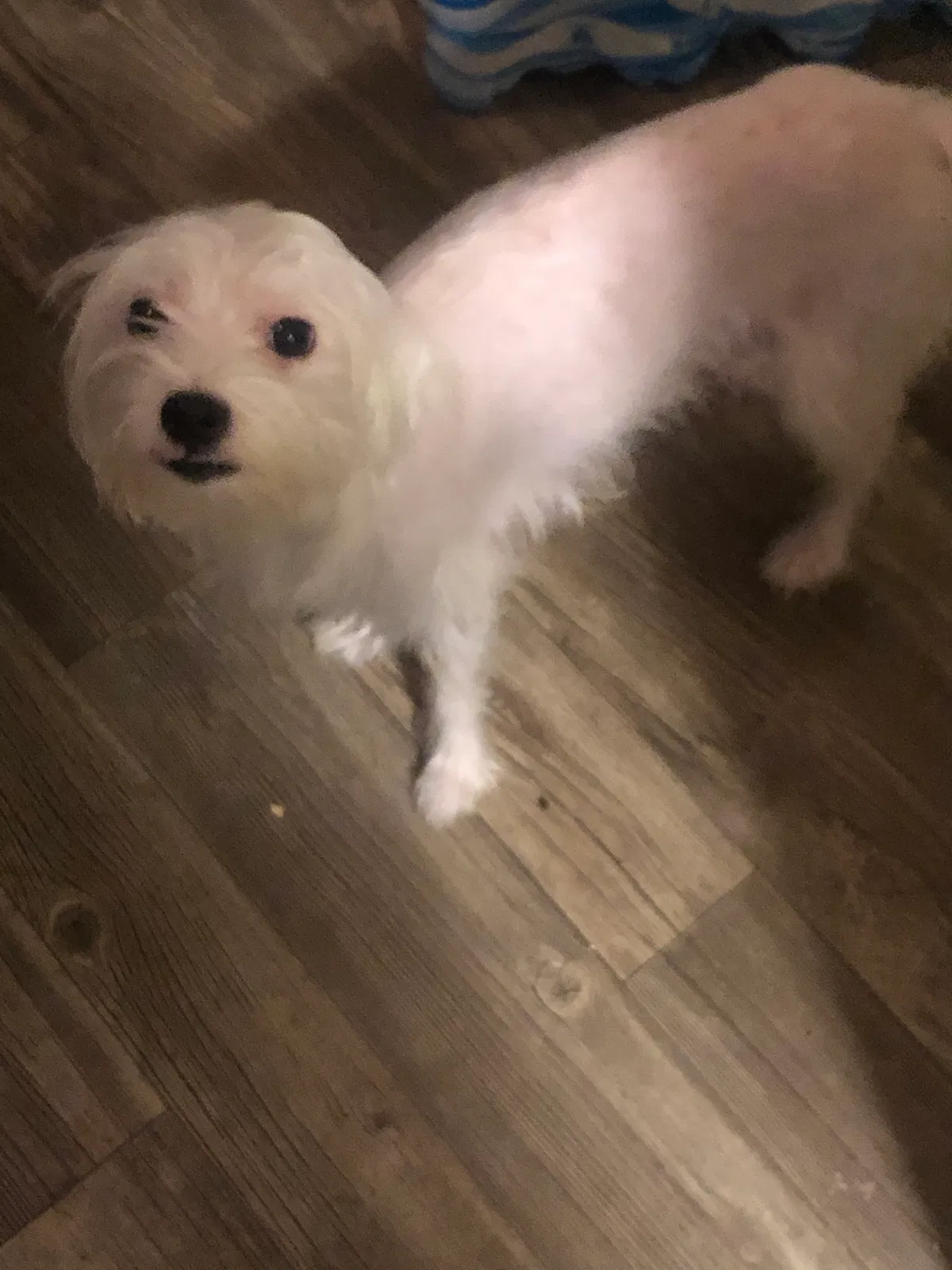 Lost dog in Tucson, AZ, 85714