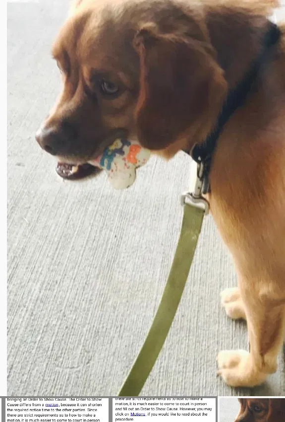 Lost dog in Middletown, NY, 10940