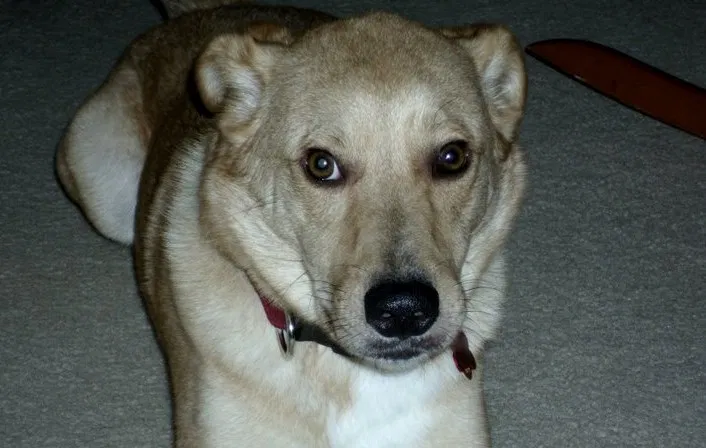 Lost dog in Columbia, SC, 29201