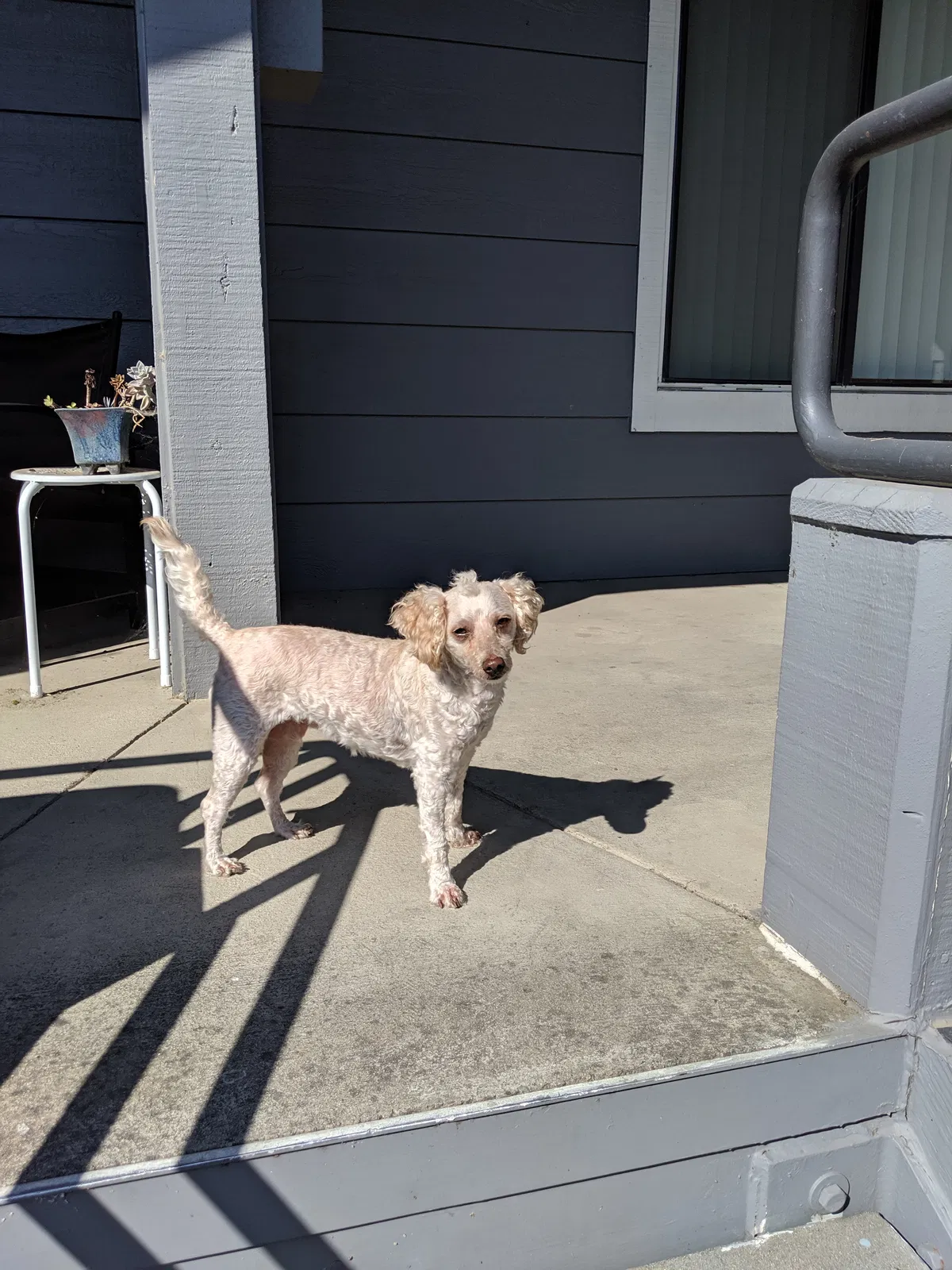 Lost dog in Stockton, CA, 95210